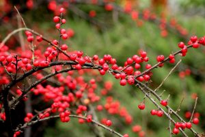 Cotoneaster